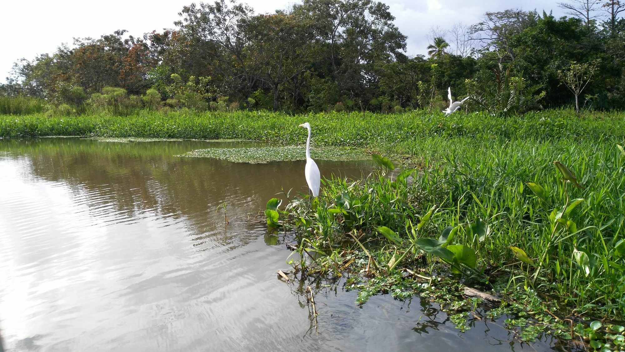 Lirio Lodge Barra de Pacuare Exteriör bild